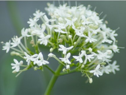 Centrant červený 'Albus' - Centranthus ruber 'Albus'