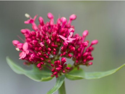 Centrant červený 'Coccineus' - Centranthus ruber 'Coccineus'