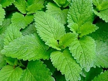 Medovka lekárska - Melissa officinalis