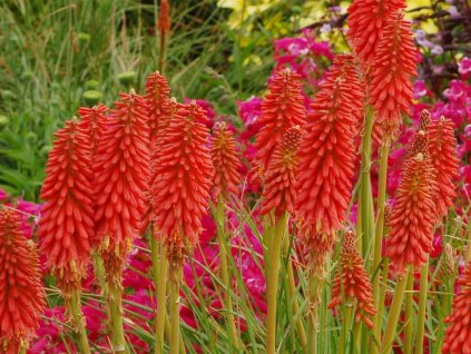 Fakľovka 'Redhot Popsicle' - Kniphofia 'Redhot Popsicle'