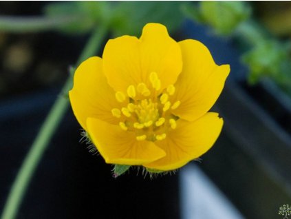 Nátržník Crantzov 'Goldrausch' - Potentilla crantzii 'Goldrausch'