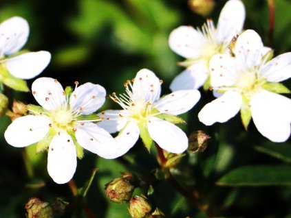 Nátržník trojzubý 'Nuuk' - Potentilla tridentata 'Nuuk'
