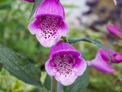 Náprstník červený - Digitalis purpurea
