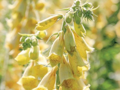 Náprstník veľkokvetý 'Carillon' - Digitalis grandiflora 'Carillon'