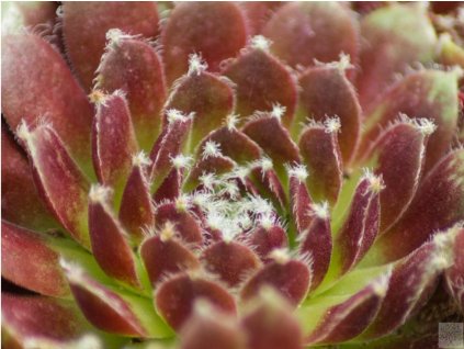 Skalnica x hybr. 'Palisander' - Sempervivum x hybr. 'Palisander'