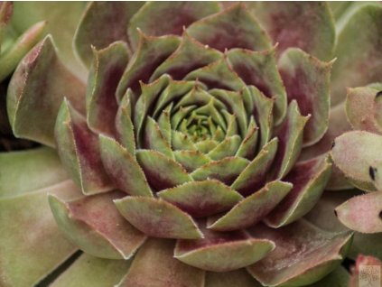 Skalnica x hybr. 'Rotkopf' - Sempervivum x hybr. 'Rotkopf'