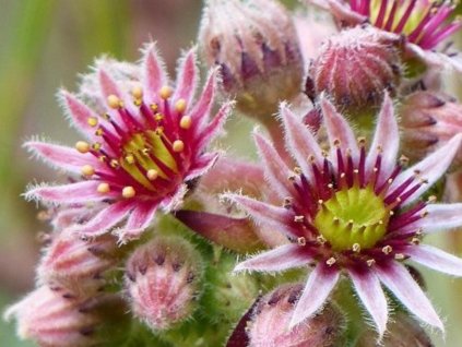 Skalnica horská - Sempervivum montanum