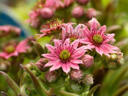 Skalnica pavučinatá 'Rubrum' - Sempervivum arachnoideum 'Rubrum'