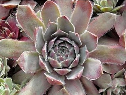 Skalnica x  hybr 'Lavender And Old Lace' - Sempervivum x hybr 'Lavender And Old Lace'