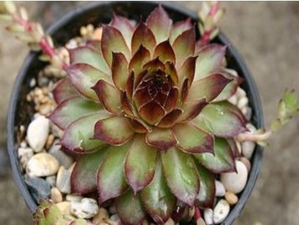 Skalnica x hybr. 'Noir' - Sempervivum x hybr. 'Noir'