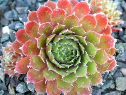 Skalnica x hybr. 'Beta' - Sempervivum x hybr. 'Beta'