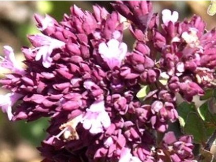 Oregáno, pamajorán hladký 'Rosenkuppel' - Origanum laevigatum hybr. 'Rosenkuppel'