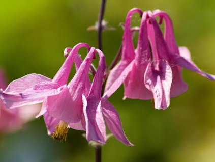 Orlíček obyčajný 'Heidi' - Aquilegia vulgaris 'Heidi'