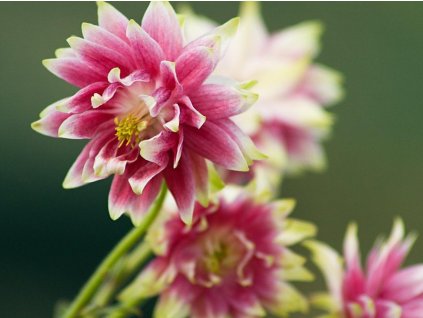 Orlíček obyčajný 'Nora Barlow' - Aquilegia vulgaris 'Nora Barlow'