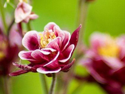 Orlíček obyčajný 'Winky Red and White Double' - Aquilegia vulgaris 'Winky Red and White Double'