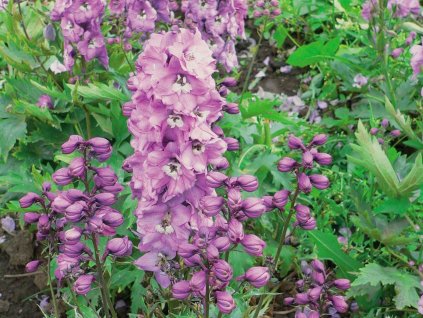 Stračonôžka 'Magic Fountains Deep Rose White Bee' - Delphinium 'Magic Fountains Deep Rose White Bee'