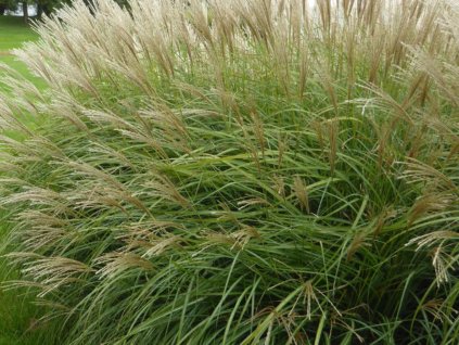 Ozdobnica čínska 'Adagio'- Miscanthus sinensis 'Adagio'