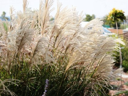 Ozdobnica čínska 'Kleine Fontane' - Miscanthus sinensis 'Kleine Fontane'