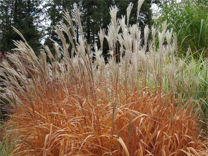 Ozdobnica čínska 'Purpurascens' - Miscanthus sinensis 'Purpurascens'