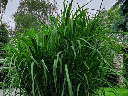 miscanthus