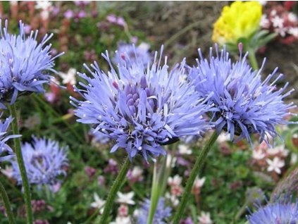 Pavinec vytrvalý 'Blue light' - Jasione laevis 'Blue light'
