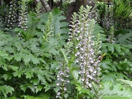 Akant mäkký - Acanthus mollis