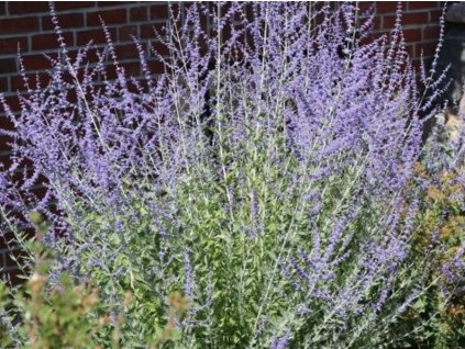 Perovskia lebedolistá 'Blue Spire' - Perovskia atriplicifolia 'Blue Spire'
