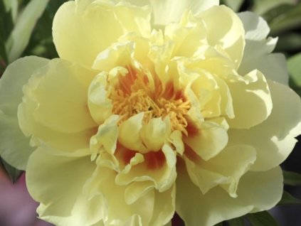 Pivonka itoh 'Bartzella' - Paeonia itoh 'Bartzella'