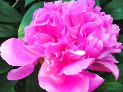 Pivonka čínska 'Barbara' - Paeonia lactiflora 'Barbara'