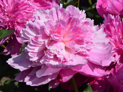 Pivonka čínska 'Barbara' - Paeonia lactiflora 'Barbara'