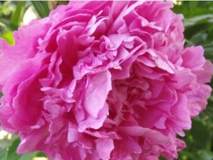 Pivonka čínska 'Dr. Alexander Fleming' - Paeonia lactiflora 'Dr. Alexander Fleming'