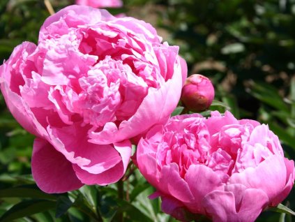 Pivonka čínska 'Dr. Alexander Fleming' - Paeonia lactiflora 'Dr. Alexander Fleming'