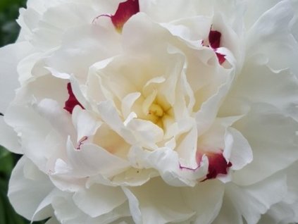 Pivonka čínska 'Festiva Maxima' - Paeonia lactiflora 'Festiva Maxima'