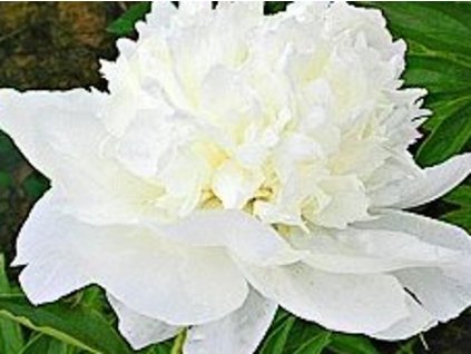 Pivonka čínska 'White Towers®' - Paeonia lactiflora 'White Towers®'