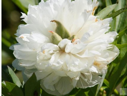 Pivonka lekářska 'Alba Plena' - Paeonia officinalis 'Alba Plena'