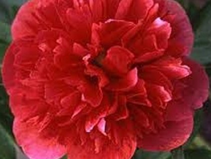Pivonka lekárska 'Rubra Plena' - Paeonia officinalis 'Rubra Plena'