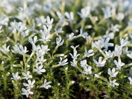 Flox covillei - Phlox covillei