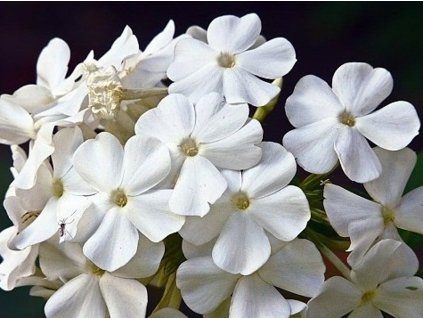 Flox metlinatý 'Junior Fountain' - Phlox paniculata 'Junior Fountain'
