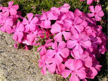 Flox šidlolistý 'McDaniel's Cushion' - Phlox subulata 'McDaniel's Cushion'