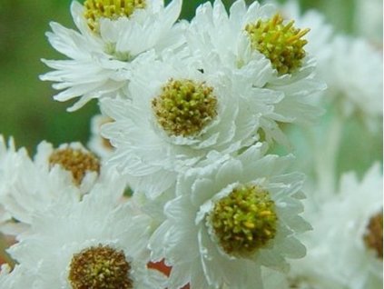 Plesňulka perlová - Anaphalis margaritacea