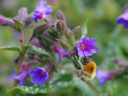 Pľúcnik 'Trevi Fontain' - Pulmonaria 'Trevi Fontain'