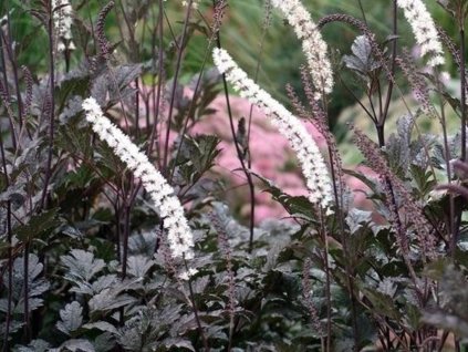 Samorastlík hroznovitý 'Atropurpurea' - Cimicifuga racemosa 'Atropurpurea'