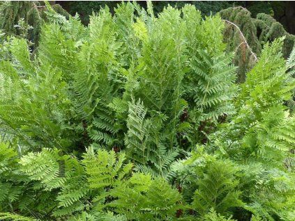 osmunda