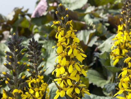Jazyčník 'Gold Torch®' - Ligularia 'Gold Torch®'