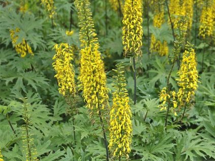 Jazyčník Prevalského - Ligularia przewalski