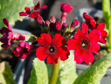 Prvosienka japonská 'Miller's Crimson' - Primula japonica 'Miller's Crimson'