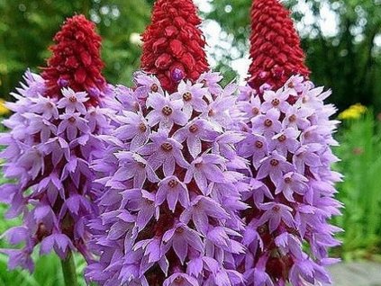 Prvosienka orchideokvetá - Primula vialii