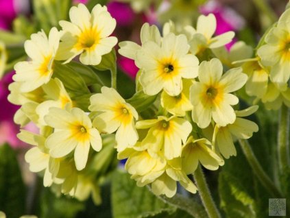Prvosienka vyššia - Primula elatior