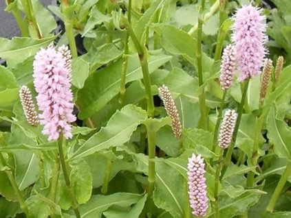 Rdesno bistorta 'Superbum' - Polygonum bistorta 'Superbum'