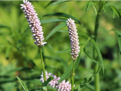 Rdesno bistorta 'Superbum' - Polygonum bistorta 'Superbum'  Polygonum bistorta 'Superbum'